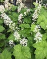 Tiarella cordifolia (Perzische muts)