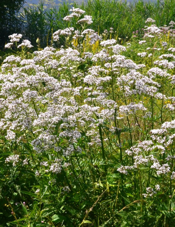 Valeriana officinalis (Valeriaan)