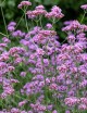 Verbena bonariensis (Ijzerhard)