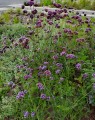 Verbena bonariensis 'Lollipop' (Ijzerhard) Verbena bonariensis 'Lollipop' (Ijzerhard)