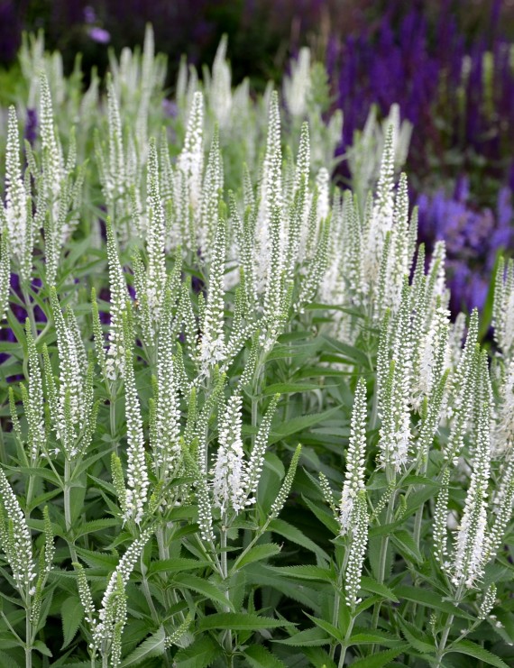 Veronica longifolia 'Alba' (Ereprijs)