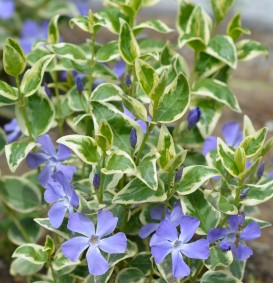 Vinca major 'Variegata' (Maagdenpalm)