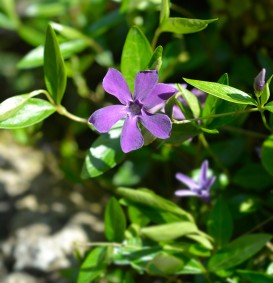 Vinca minor 'Atropurpurea' (Maagdenplam)