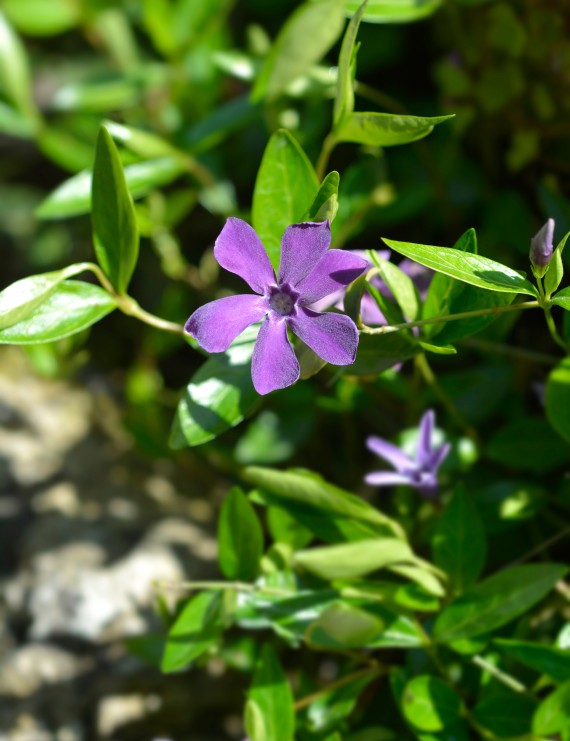 Vinca minor 'Atropurpurea' (Maagdenplam)