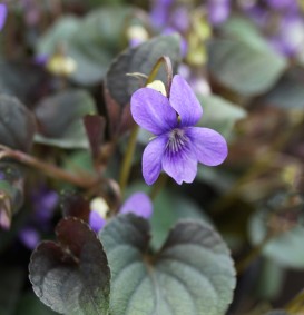 Viola labradorica (Viooltje)