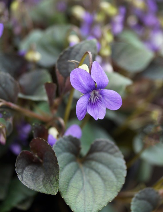 Viola labradorica (Viooltje)