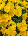 Viola cornuta 'Yellow Perfection' (Viooltje)