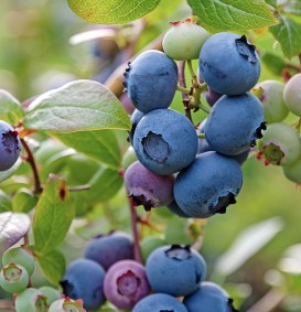 Blauwbes 'Goldtraube' (Vaccineum Corymbosum) Blauwbes 'Goldtraube' (Vaccineum Corymbosum)