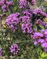 Verbena bonariensis (Ijzerhard)