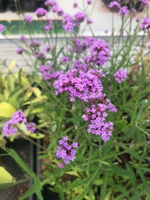 Verbena bonariensis 'Lollipop' (Ijzerhard) Verbena bonariensis 'Lollipop' (Ijzerhard)