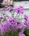 Verbena bonariensis 'Lollipop' (Ijzerhard) Verbena bonariensis 'Lollipop' (Ijzerhard)