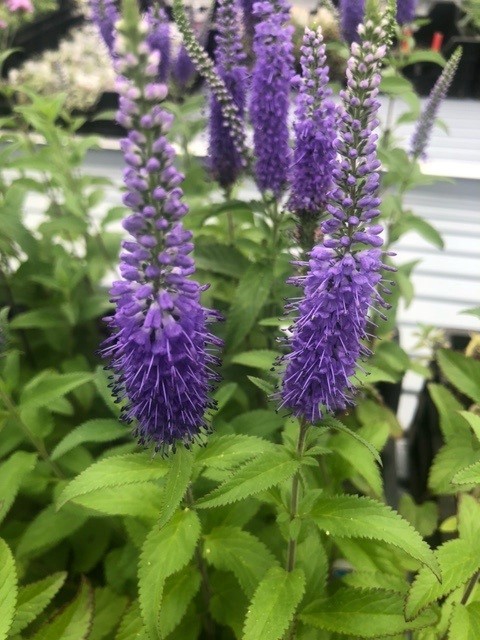 Veronica longifolia 'Blauriesin' (Ereprijs)
