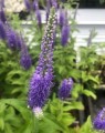Veronica longifolia 'Blauriesin' (Ereprijs)