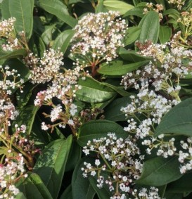 Viburnum davidii (Sneeuwbal)