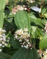 Viburnum davidii (Sneeuwbal)