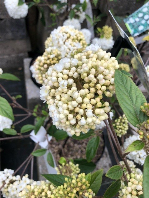 Viburnum 'Eskimo' (Sneeuwbal)