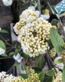 Viburnum 'Eskimo' op stam (Sneeuwbal)