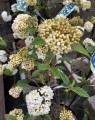 Viburnum 'Eskimo' op stam (Sneeuwbal)