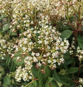 Viburnum globosum 'Jermyns Globe' (Sneeuwbal)