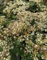 Viburnum globosum 'Jermyns Globe' (Sneeuwbal)