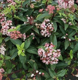 Viburnum tinus (Sneeuwbal)