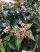 Viburnum tinus (Sneeuwbal)