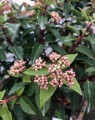 Viburnum tinus (Sneeuwbal)