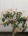 Viburnum plicatum 'Watanabe` op stam