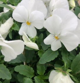 Viola cornuta 'White Perfection' (Viooltje)