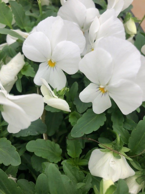 Viola cornuta 'White Perfection' (Viooltje)