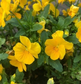 Viola cornuta 'Yellow Perfection' (Viooltje)