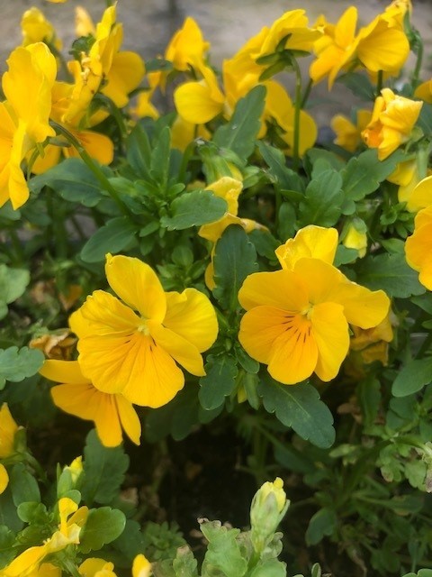 Viola cornuta 'Yellow Perfection' (Viooltje)