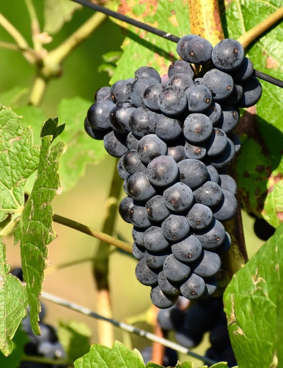 Druif 'Franckenthal' (Vitis vinifera)