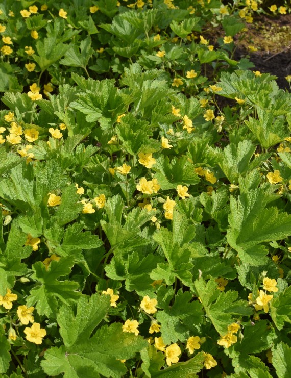 Waldsteinia geoides (Waldsteinia geoides)