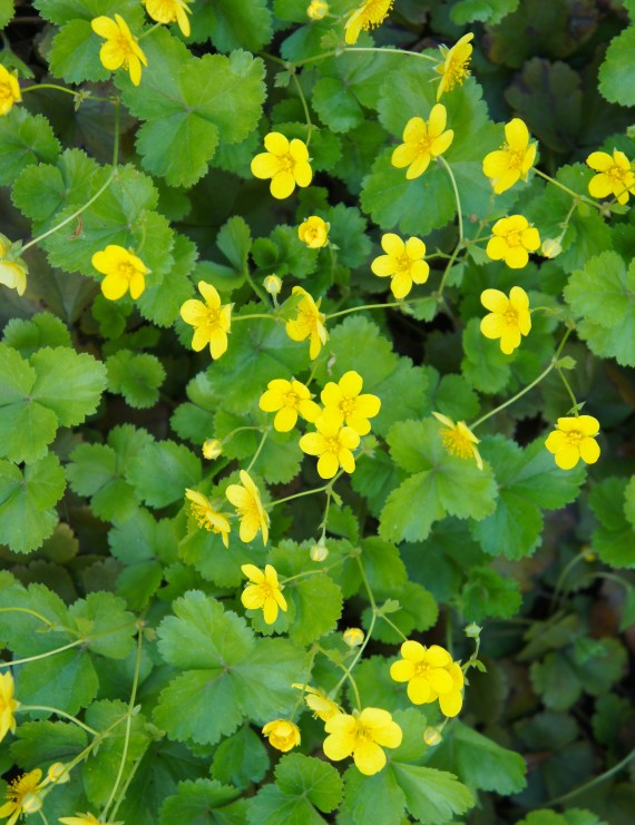 Waldsteinia ternata (Waldsteinia ternata)