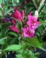 Weigela 'Bristol Ruby'