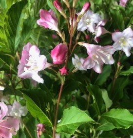 Weigela florida  'Rosea'