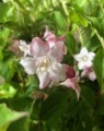 Weigela florida  'Rosea'