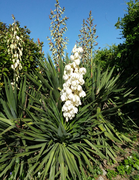 Yucca filamentosa (Palmlelie)