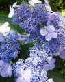 Hydrangea serrata 'Bluebird' (Hortensia - Waterstruik)