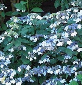 Hydrangea serrata 'Bluebird' (Hortensia - Waterstruik)