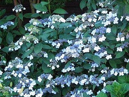 Hydrangea serrata 'Bluebird' (Hortensia - Waterstruik)