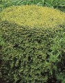 Lonicera nitida 'Twiggy' (Struikkamperfoelie)