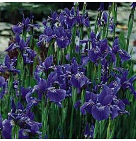 Iris sibirica 'Blue King' (Zwaardlelie of Lis)