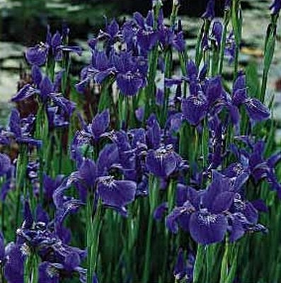 Iris sibirica 'Blue King' (Zwaardlelie of Lis)