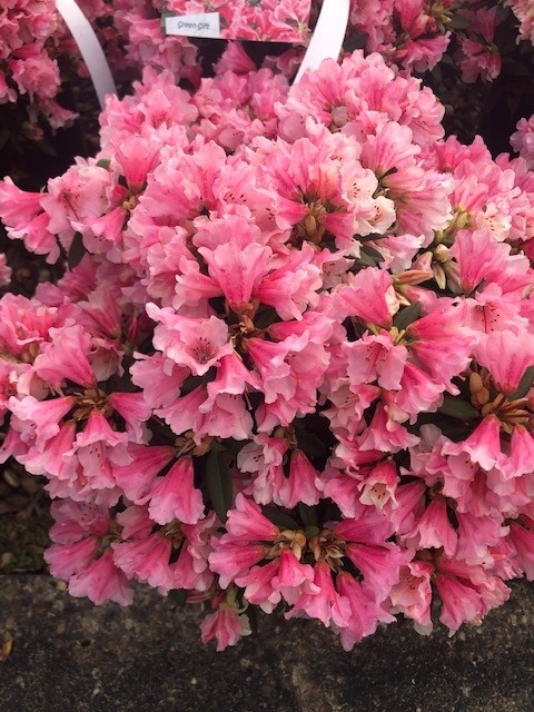 Dwergrhododendron